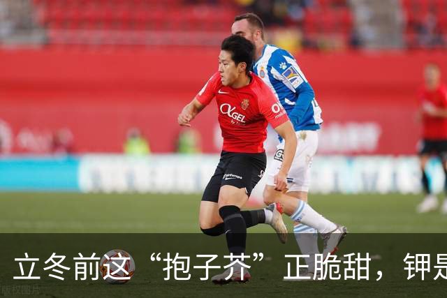 立冬前这“抱子芥”正脆甜，钾是白菜的两倍多，两三块一斤，很多人连名字都没听过